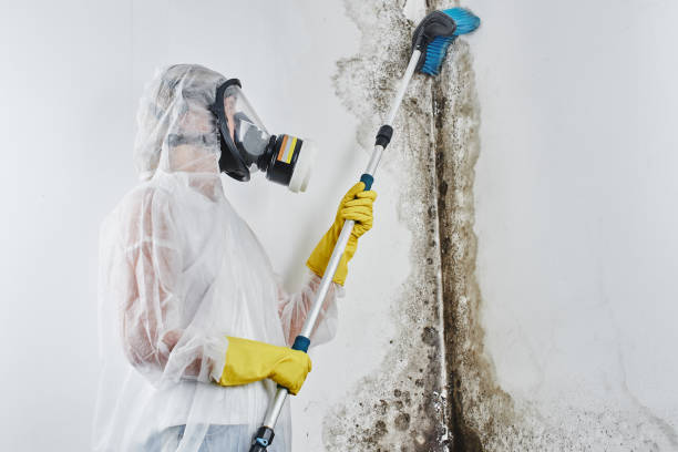Mold Testing and Removal in Cumming, GA